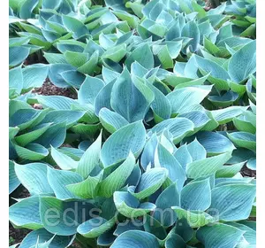 Хоста Blue Cadet (Блу Кадет) кореневище Хоста Blue Cadet (Блу Кадет) кореневище