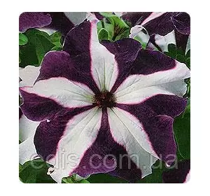 Петунія ампельна Лавина Синя зірка F1, 10 насінин-драже в колбі, серія PREMIUM ТМ Яскрава Петунія ампельна Лавина Синя зірка F1, 10 насінин-драже в колбі, серія PREMIUM ТМ Яскрава