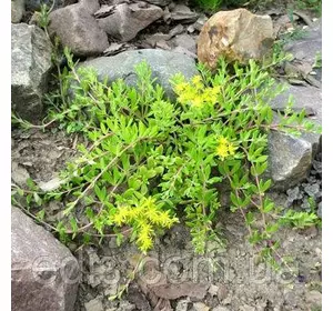 Очиток (седум) лозовидний Очиток (седум) лозовидний