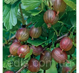 Агрус Хиннонмаки Рот штамб (середньопізній) Агрус Хиннонмаки Рот штамб (середньопізній)