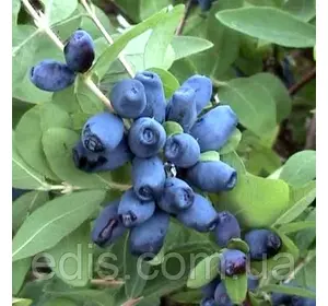 Жимолость Вітамінна (рання) Жимолость Вітамінна (рання)