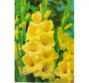 Гладіолус Morning Gold 3 шт./уп., великоквітковий Гладіолус Morning Gold 3 шт./уп., великоквітковий
