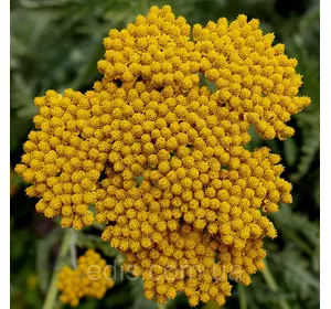 Деревій Filipendulina контейнер Деревій Filipendulina контейнер