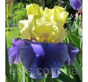 Ірис високий бородатий Edith Wolford (Едіт Вулфорд) Ірис високий бородатий Edith Wolford (Едіт Вулфорд)