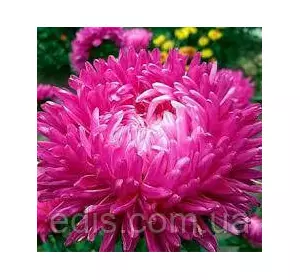Айстра півонієподібна Офелія 0,3 г насіння Яскрава Айстра півонієподібна Офелія 0,3 г насіння Яскрава