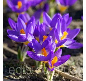 Крокус Ботанический Tricolor (Триколор) 5 луковиц Крокус Ботанический Tricolor (Триколор) 5 луковиц