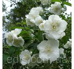 Жасмин Запашний білий Жасмин Запашний білий