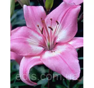 Лілія азіатська Vermeer (Вермеєр ), 1 цибулина 12/14 Лілія азіатська Vermeer (Вермеєр ), 1 цибулина 12/14