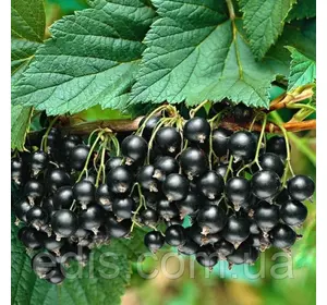 Смородина чорна Чорна Перлина Смородина чорна Чорна Перлина
