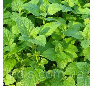 Меліса Лимонна, саджанець Меліса Лимонна, саджанець