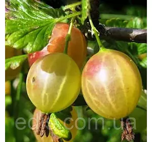 Агрус Златогор (ранній) Агрус Златогор (ранній)