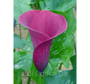 Калла Purple Sensation (Пурпл сенсейшн) 1 бульба 12/14 Калла Purple Sensation (Пурпл сенсейшн) 1 бульба 12/14