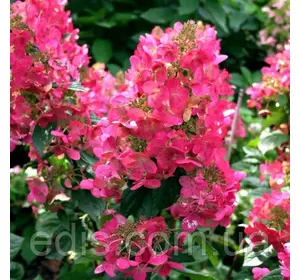 Гортензія волотиста Magical Fire (Меджикел Фаєр) у контейнері 2 л Гортензія волотиста Magical Fire (Меджикел Фаєр) у контейнері 2 л