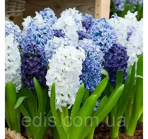 Набір цибулин гіацинтів Океан (3 цибулини) Набір цибулин гіацинтів Океан (3 цибулини)