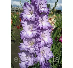 Гладіолус Blue Frost (Блю Фрост) 3 шт./уп.,великоквітковий Гладіолус Blue Frost (Блю Фрост) 3 шт./уп.,великоквітковий