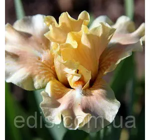 Ірис карликовий Ballet Lesson Ірис карликовий Ballet Lesson