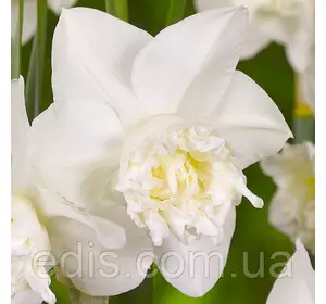 Нарцис Багатоквітковий Корончатий з махровою короною White Marvel (Уайт Мервел) 12/14 1 цибулина Нарцис Багатоквітковий Корончатий з махровою короною White Marvel (Уайт Мервел) 12/14 1 цибулина