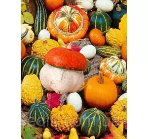 Гарбуз декоративний суміш 0.5 г насіння Яскрава Гарбуз декоративний суміш 0.5 г насіння Яскрава