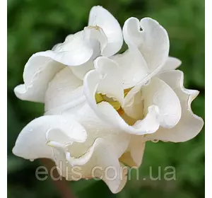 Тюльпан хвилястий White Liberstar (Уайт Ліберстар) 3 цибулинки Тюльпан хвилястий White Liberstar (Уайт Ліберстар) 3 цибулинки