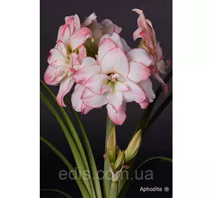 Гіппеаструм махровий Aphrodite (Афродіта) 1 цибулина 24/26 Гіппеаструм махровий Aphrodite (Афродіта) 1 цибулина 24/26