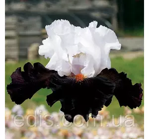 Ірис високий бородатий Starring (Старрін) Ірис високий бородатий Starring (Старрін)
