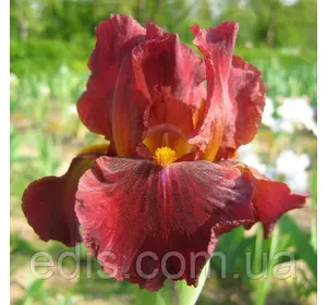 Ірис інтермедіа бородатий Red Zinger (Ред Зінгер) Ірис інтермедіа бородатий Red Zinger (Ред Зінгер)