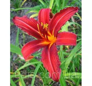 Лілейник Crimson Pirate (Крімсон Пірат) кореневище Лілейник Crimson Pirate (Крімсон Пірат) кореневище