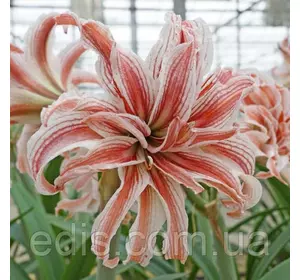 Гіппеаструм махровий Doublet (Даблет), 1 луковица 24/26 Гіппеаструм махровий Doublet (Даблет), 1 луковица 24/26