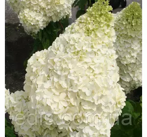 Гортензія волотиста Silver Dollar (Сільвер Долар) в контейнері 0,5 л. Гортензія волотиста Silver Dollar (Сільвер Долар) в контейнері 0,5 л.