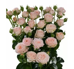 Троянда Спрей Кремова Троянда Спрей Кремова