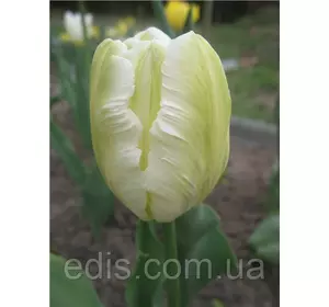 Тюльпан папуговий White Parrot 3 цибулинки Тюльпан папуговий White Parrot 3 цибулинки