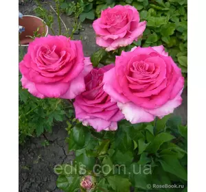 Троянда Топаз (Topaz) чайно-гібридна Троянда Топаз (Topaz) чайно-гібридна