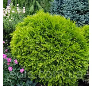 Туя західна Mirjam (Міріам) у контейнері Туя західна Mirjam (Міріам) у контейнері