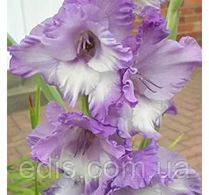 Гладіолус Hidden Treasure 10/12 3 цибулини Гладіолус Hidden Treasure 10/12 3 цибулини