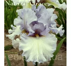 Ірис високий бородатий Natural Grace (Нетрул Грейс) Ірис високий бородатий Natural Grace (Нетрул Грейс)