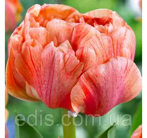 Тюльпан махровий Gudoshnik Double (Гудошник Дабл) 3 цибулинки Тюльпан махровий Gudoshnik Double (Гудошник Дабл) 3 цибулинки