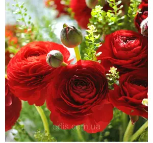 Жовтець (ранункулюс/лютик) азіатський червоний 3 шт. Жовтець (ранункулюс/лютик) азіатський червоний 3 шт.