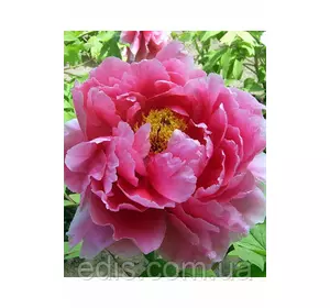 Півонія деревовидна темно-рожева Suff chojuraku (Саф чожураку) Півонія деревовидна темно-рожева Suff chojuraku (Саф чожураку)