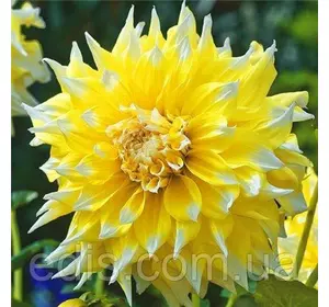 Жоржини з гігантським квіткою Grand Prix (Гранд Прікс) Жоржини з гігантським квіткою Grand Prix (Гранд Прікс)