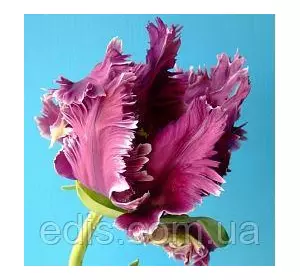 Тюльпан папуговий Mysterious Parrot (Мистеріос Перрот) 2 цибулинки Тюльпан папуговий Mysterious Parrot (Мистеріос Перрот) 2 цибулинки