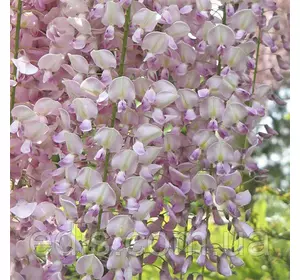 Гліцинія Kuchi-beni у контейнері Гліцинія Kuchi-beni у контейнері