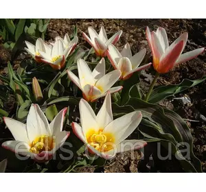 Тюльпан Кауфмана heart's Delight (Хйортс Ділайт) 3 цибулинки Тюльпан Кауфмана heart's Delight (Хйортс Ділайт) 3 цибулинки