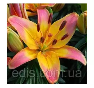 Лілія низькоросла Ladylike (Леділайк) 1 цибулина 12/14 Лілія низькоросла Ladylike (Леділайк) 1 цибулина 12/14