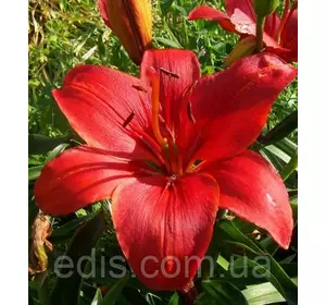 Лілія LA гібрид Prunotto (Прунотто) 1 цибулина 12/14 Лілія LA гібрид Prunotto (Прунотто) 1 цибулина 12/14