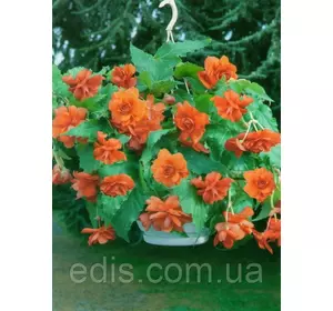 Бегонія бульбова Ампельна каскад Помаранчева, 1 бульба Бегонія бульбова Ампельна каскад Помаранчева, 1 бульба