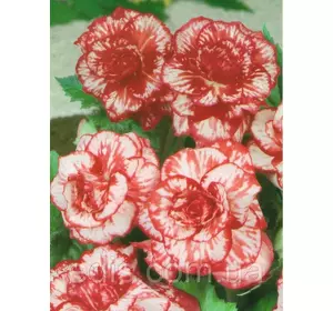 Бегонія бульбова Мармурова, 1 бульба Бегонія бульбова Мармурова, 1 бульба