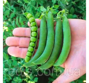 Горох Джоф F1 (великий) 100 г, вагове насіння Горох Джоф F1 (великий) 100 г, вагове насіння