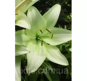 Лілія LA гібрид Kelso (Келсо) 1 цибулина 12/14 Лілія LA гібрид Kelso (Келсо) 1 цибулина 12/14