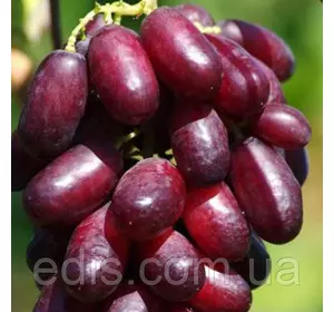 Виноград Родзинка Виноград Родзинка