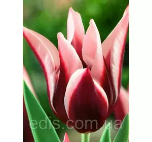 Тюльпан лілієвидний Yonina (Йоніна) 3 цибулинки Тюльпан лілієвидний Yonina (Йоніна) 3 цибулинки